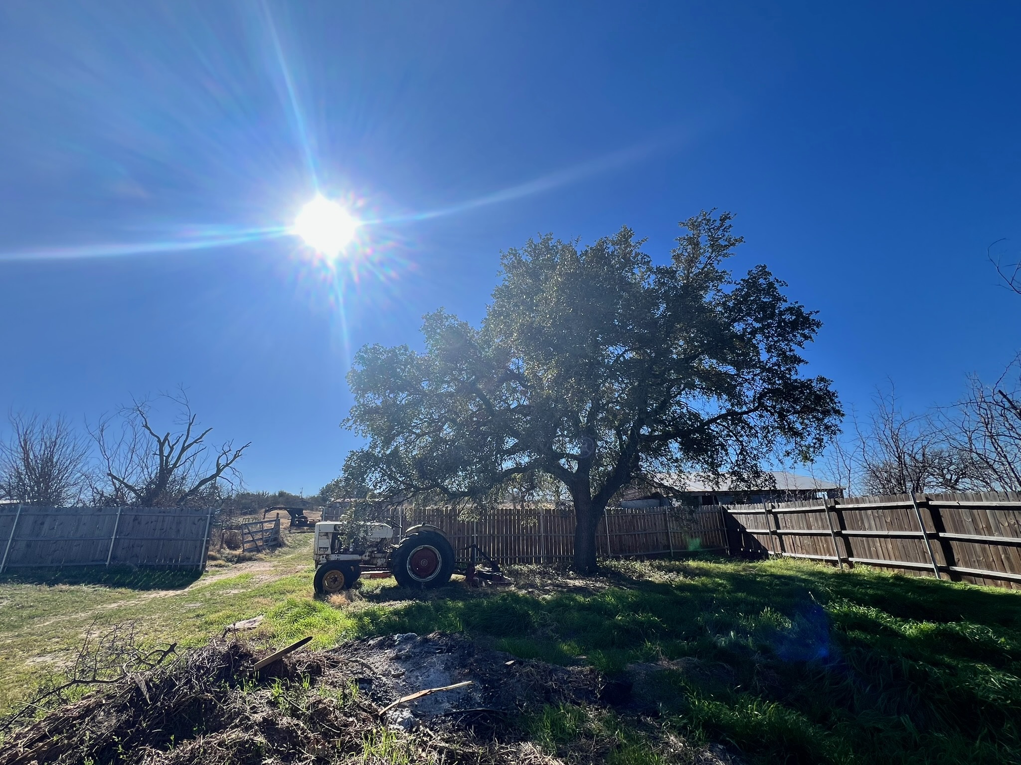 A large live oak tree in the yard with a cedar privacy fence in the background.